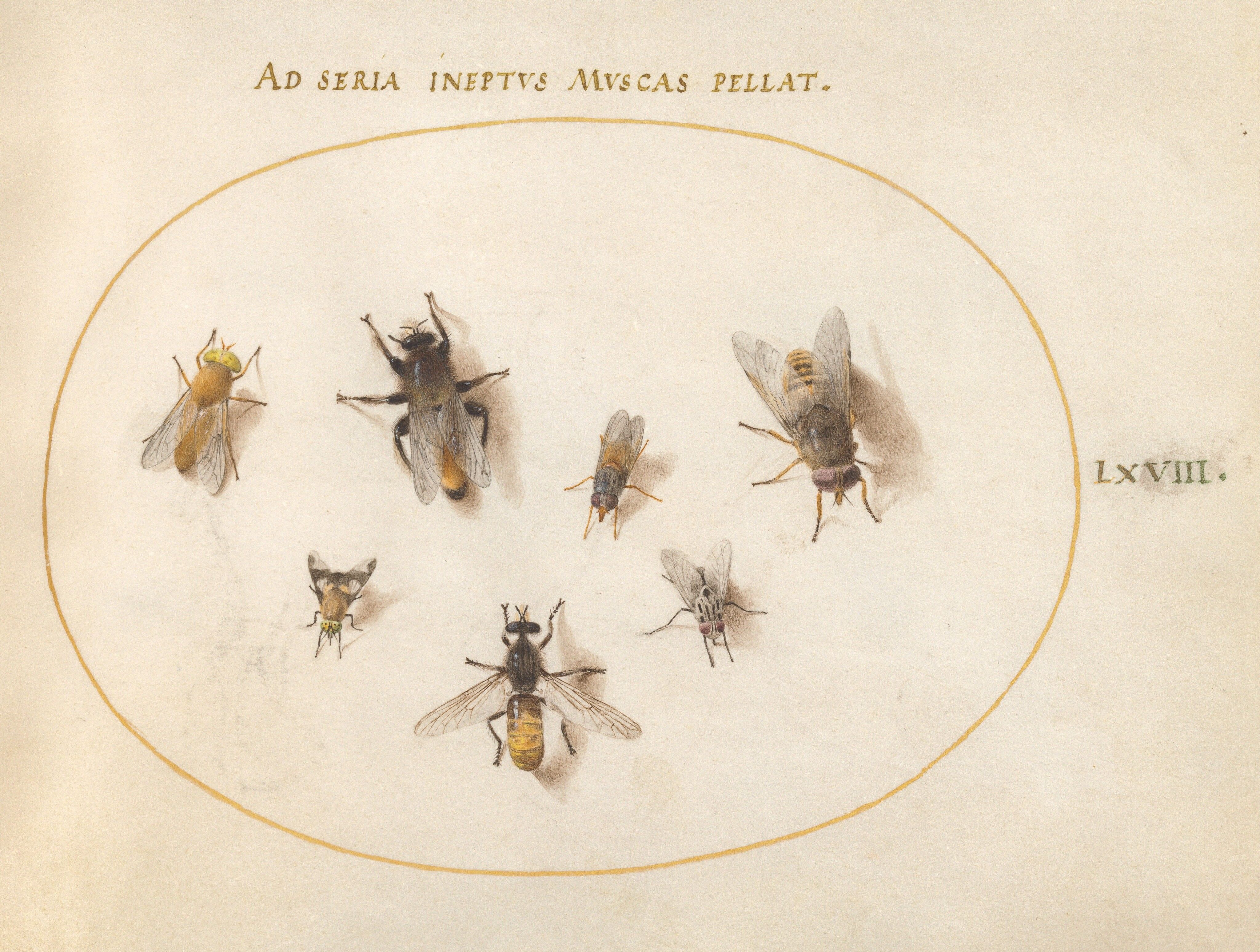 Drawing showing a few insects sitting on a piece of paper inside a pale yellow circle